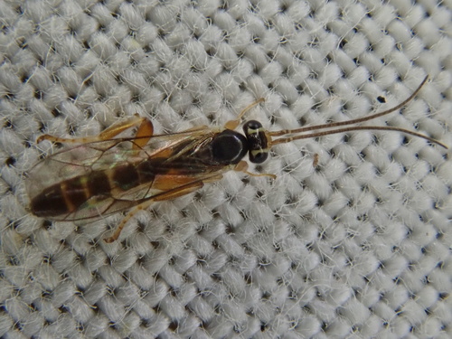 Orthocentrus orbitator