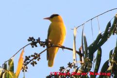 Oriolus tenuirostris