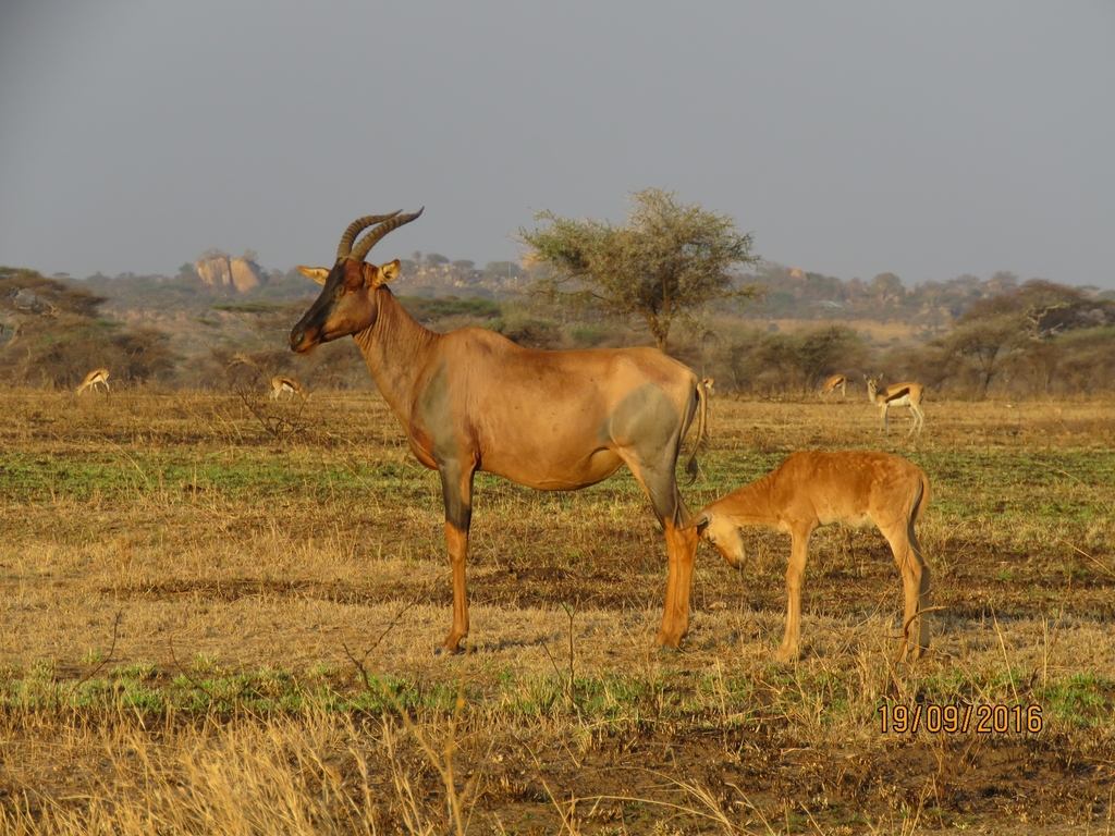 Damaliscus lunatus jimela, Serengeti, by ariellebh
