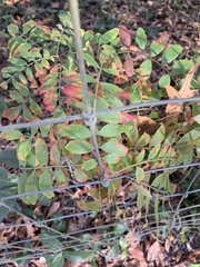 Rhus copallina image