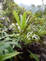 Oleandra neriiformis