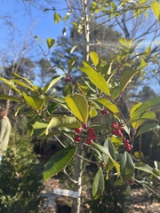Ilex × attenuata