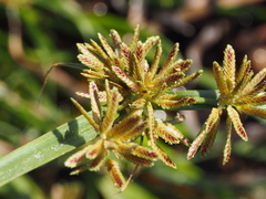 Cyperus fuscus