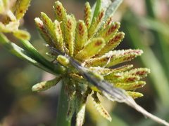 Cyperus fuscus