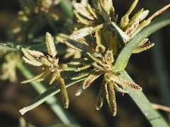 Cyperus fuscus
