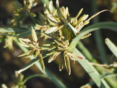 Cyperus fuscus