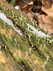 Multiclavula mucida mucida
