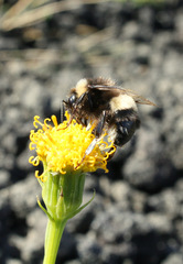 Bombus terrestris