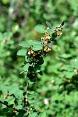 Cotoneaster integerrimus