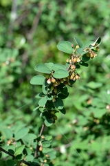 Cotoneaster integerrimus