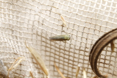 Cicadula ciliata