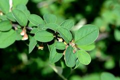 Cotoneaster integerrimus