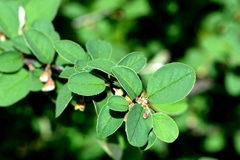 Cotoneaster integerrimus