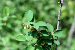 Cotoneaster integerrimus
