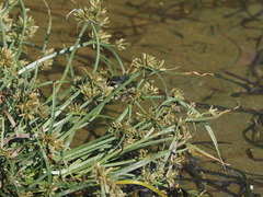 Cyperus fuscus