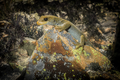 Mokopirirakau galaxias