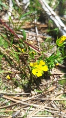 Potentilla luteosericea