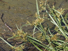 Cyperus fuscus