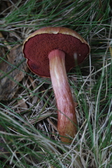 Chalciporus rubinellus