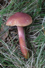Chalciporus rubinellus