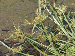 Cyperus fuscus