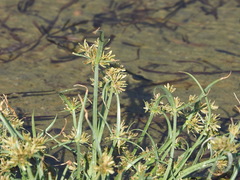 Cyperus fuscus