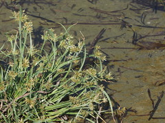Cyperus fuscus