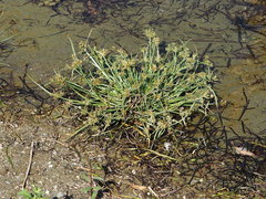 Cyperus fuscus