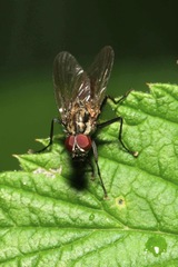 Hydrophoria lancifer