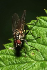 Hydrophoria lancifer