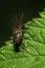 Hydrophoria lancifer