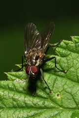 Hydrophoria lancifer