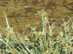 Cyperus fuscus
