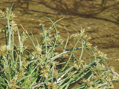 Cyperus fuscus
