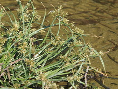 Cyperus fuscus
