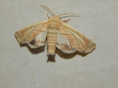 Eutelia callichroma
