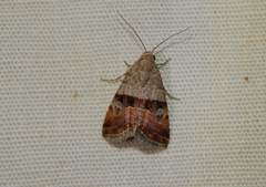 Ozarba megaplaga
