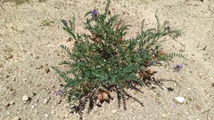 Astragalus gruinus