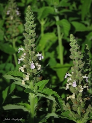 Teucrium vesicarium