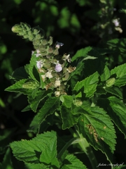 Teucrium vesicarium