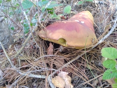 Boletus edulis grandedulis