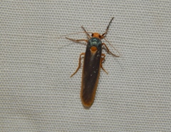 Sozusa scutellata