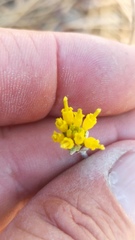 Hymenopappus filifolius lugens