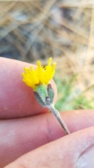 Hymenopappus filifolius lugens