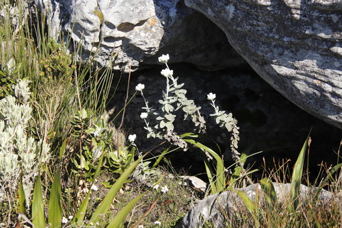 Image of Helichrysum fruticans by (c) Tony Rebelo, some rights reserved (CC BY-SA)