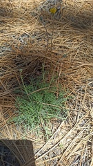 Hymenopappus filifolius lugens
