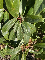 Daphniphyllum macropodum