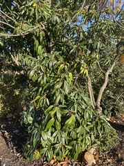 Daphniphyllum macropodum