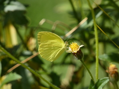 Pyrisitia leuce athalia