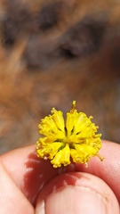 Hymenopappus filifolius lugens